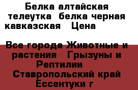 Белка алтайская телеутка, белка черная кавказская › Цена ­ 5 000 - Все города Животные и растения » Грызуны и Рептилии   . Ставропольский край,Ессентуки г.